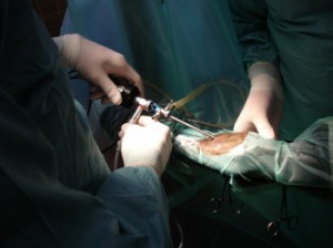 Arthroskopie OP in der Tierarztpraxis Dr. Hebeler in Türkheim bei Bad Wörishofen