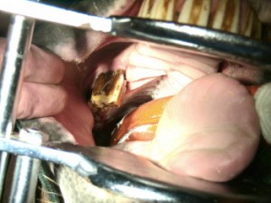 Zahnheilkunde in der Tierarztpraxis Dr. Hebeler in Türkheim bei Buchloe, Mindelheim und Bad Wörishofen